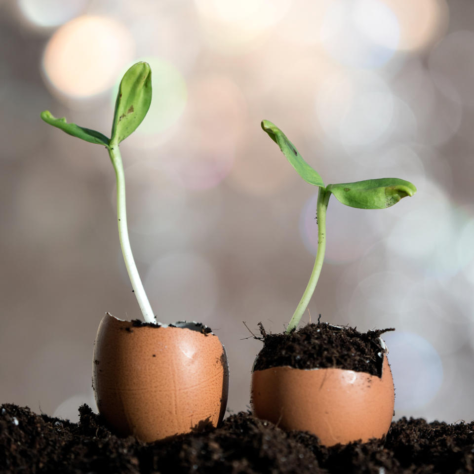 Using eggshells in the garden as seed starting pots