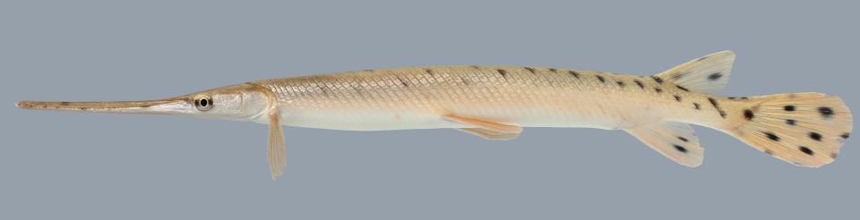 Longnose gar, by Michael Price.