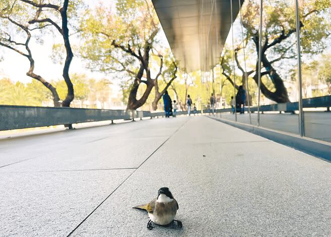 屏東總圖大片玻璃反射公園群樹，被盛讚最美圖書館，卻造成鳥類窗殺疑慮。（林和生攝）