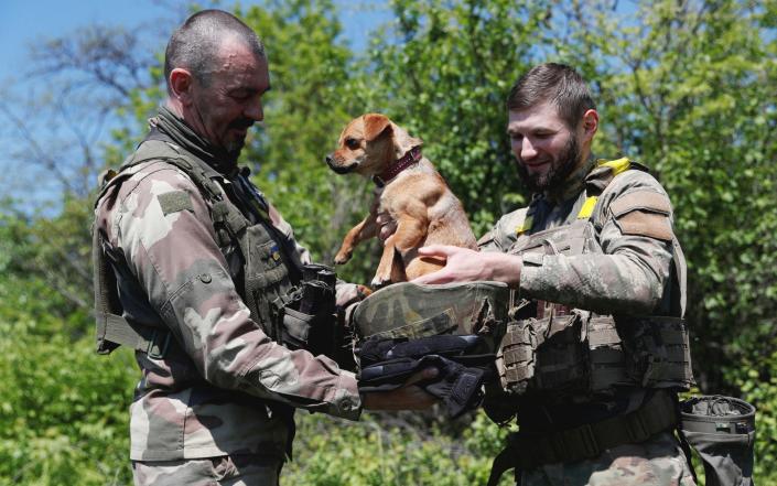 A Ukrainian serviceman of the 128th Mountain assault Brigade puts a dog in a helmet after a military training - BERNADETT SZABO/Reuters