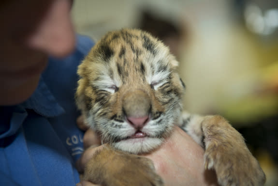 Only a few days old, the cubs can't yet open their eyes, but they're starting to lift their heads.