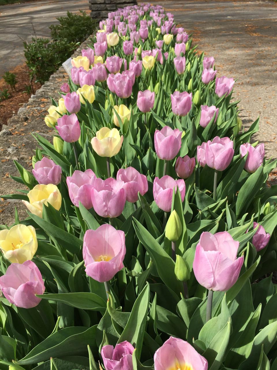 Fall is a great time for planting daffodils, crocus, hyacinths and tulips, like the ones pictured here at Yew Dell Botanical Gardens in Kentucky.