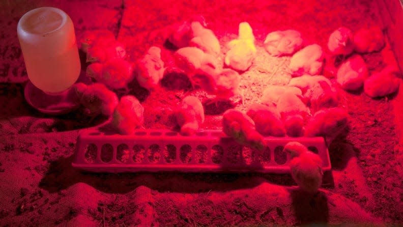 A chicken brooder needs a heat source such as a heat lamp with an infrared bulb.