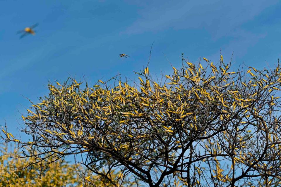 Kenya Locusts in tree