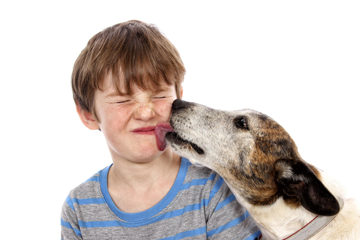 An old dog licking a little boy's face. Isolated on white.