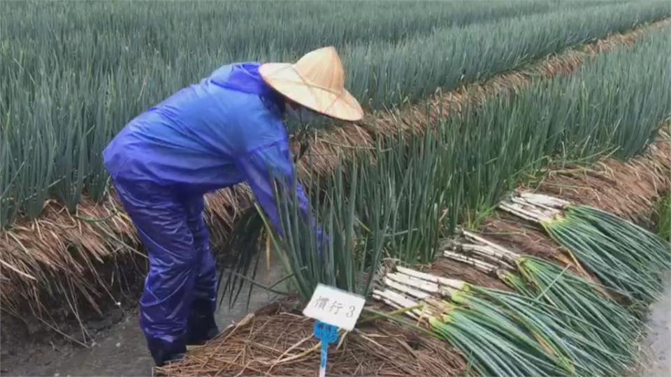 台東刮強風「700棵香蕉樹全倒光」　農民整年心血全沒了