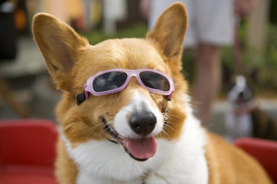 A Pembroke Welsh Corgi sitting in a wagon wearing sunglasses.