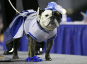 Deliylah stands after winning the best dressed dog award at the 35th annual Drake Relays Beautiful Bulldog Contest, Monday, April 21, 2014, in Des Moines, Iowa. The pageant kicks off the Drake Relays festivities at Drake University where a bulldog is the mascot. Deliylah is owned by Tressa Yeggy, of Des Moines, Iowa. (AP Photo/Charlie Neibergall)