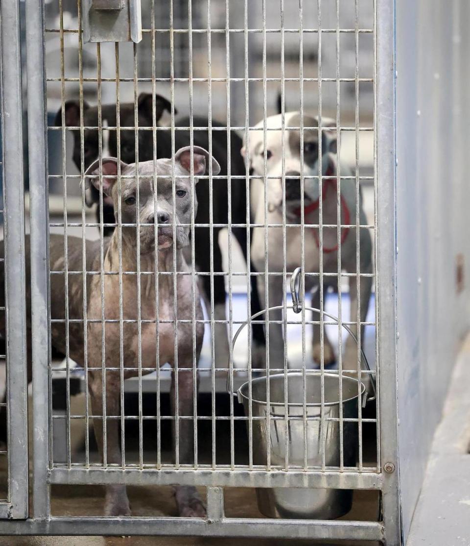 Dogs available for adoption look out from their kennel at the Chuck Silcox Animal Care & Control Center on Wednesday, October 25, 2023, in Fort Worth. The Fort Worth city-run shelters have conducted 10-times the number of euthanasias in 2023 compared to the same period in 2020.
