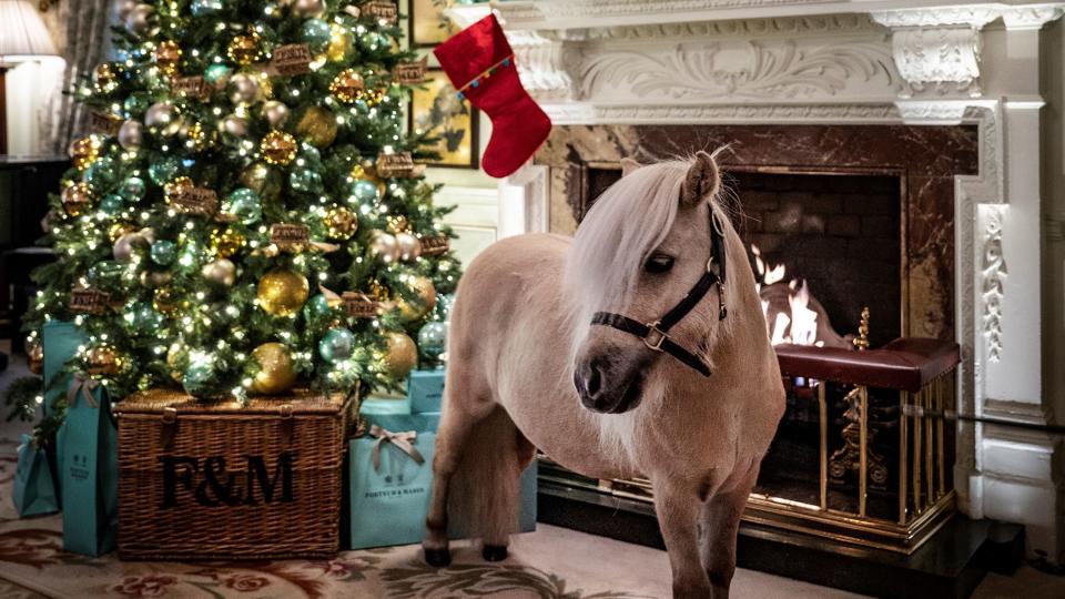 Teddy the pony infront of a christmas tree at The Goring