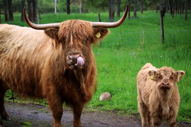 Where to meet a Highland Cow in the Cairngorms - Visit Cairngorms