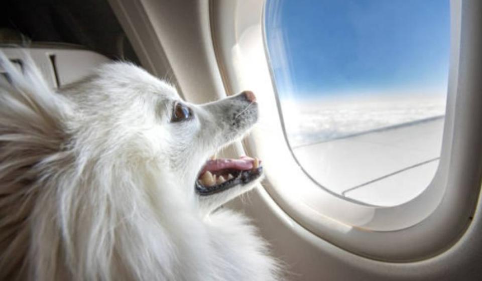 Avianca actualizó política para vuelos con mascotas. Imagen de Ryan Jello en iStock.