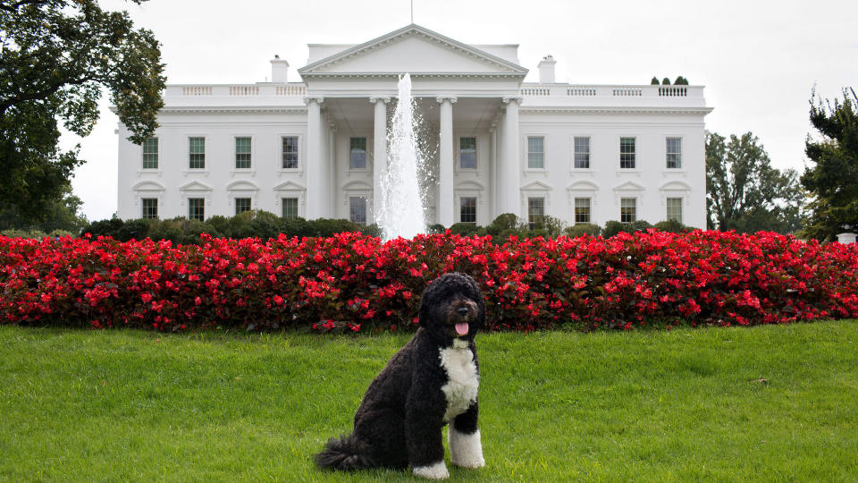 Obama's dog outside White House