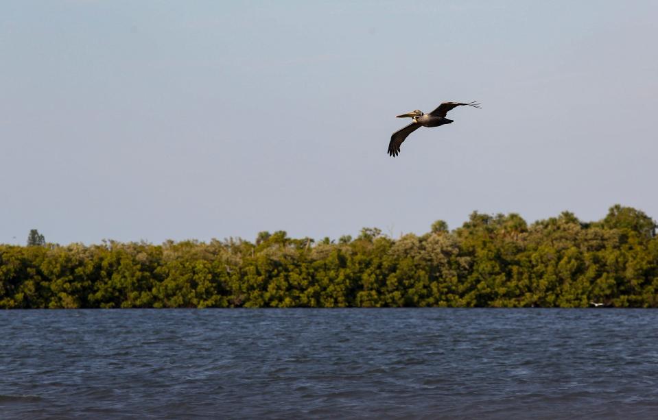 Nature and bird enthusiasts participate in the Environmental Learning Center’s sunset pontoon boat tour, Thursday, April 4, 2024, on the Indian River Lagoon. The two-hour leisurely educational tour heads north from the Environmental Learning Center’s dock on the Indian River Lagoon and loops around the national wildlife refuge, providing passengers with binoculars to see the nesting birds up close.