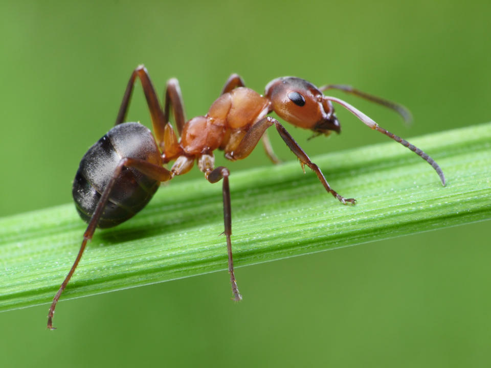 Where there's one, there's a dozen more. We <a href="http://www.huffingtonpost.com/2012/10/18/testing-get-rid-of-ants_n_1982521.html" target="_hplink">tested nine natural solutions</a> to help you get rid of these unwanted roommates. 