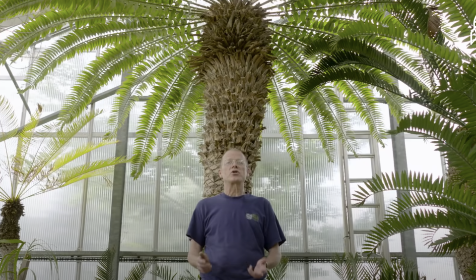 man standing in front of the tree that's inside a green house