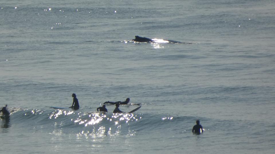 With surfers nearby, a whale swims along the coast of Rockaway Beach.