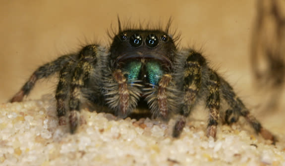 How Jumping Spiders See in Color, Smart News