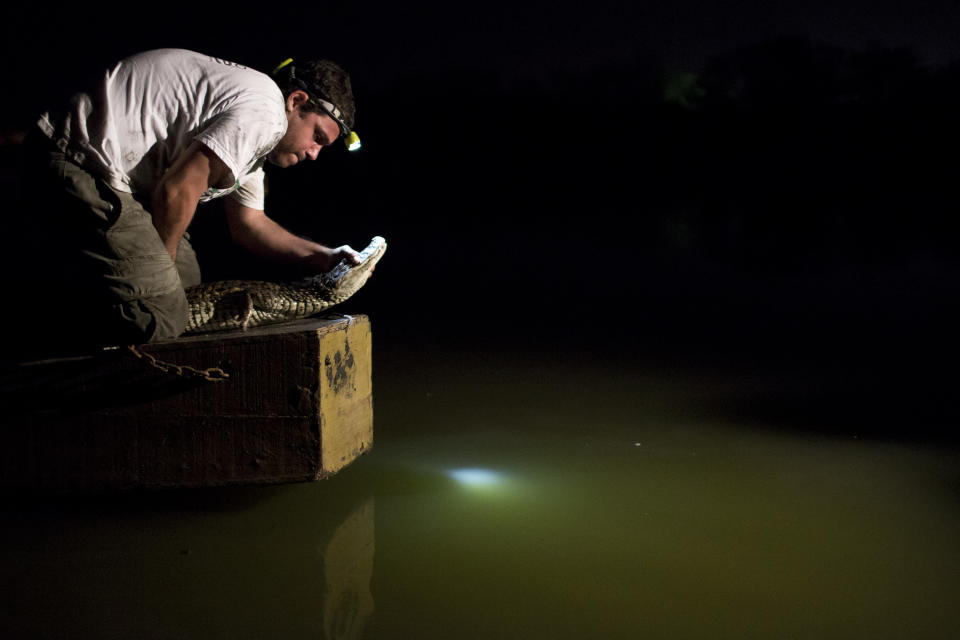 In this Oct. 14, 2013 photo, ecology professor Ricardo Freitas releases a broad-snouted caiman after examining it, at the Marapendi Lagoon in Rio de Janeiro, Brazil. Some 5,000 to 6,000 broad-snouted caimans live in fetid lagoon systems of western Rio de Janeiro, conservationists say, and there’s a chance that spectators and athletes at the 2016 Olympics could have an encounter with one, though experts hasten to add that the caimans, smaller and less aggressive than alligators or crocodiles, are not considered a threat to humans. (AP Photo/Felipe Dana)