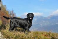 <p>Unsurprisingly, flat-coated retrievers are closely related to their more popular lab counterparts, but they have a longer coat and leaner silhouette. Bright and eager to please, they can easily become a part of the family.</p><p><strong>Weight: 60-70 pounds</strong></p>