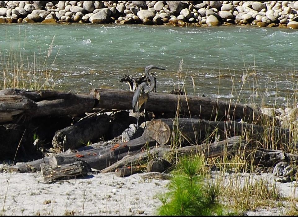 <strong>Scientific Name:</strong> Ardea insignis    <strong>Common Name: </strong>White Bellied Heron    <strong>Category:</strong> Bird    <strong>Population: </strong>70-400 individuals    <strong>Threats To Survival:</strong> Habitat destruction and degradation due to hydropower development 