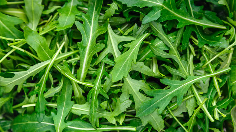 arugula leaves