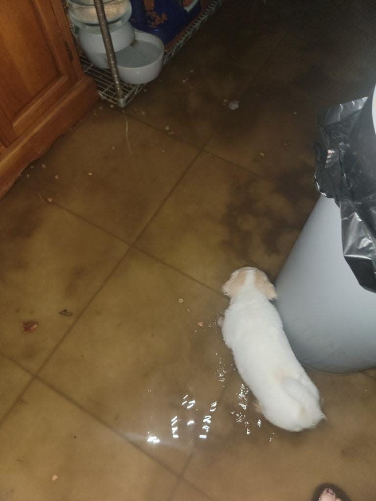 One of Robert and Anna Marie Smith's dogs runs in the flooding inside their home that was caused by a water main break in Desert Hot Springs.