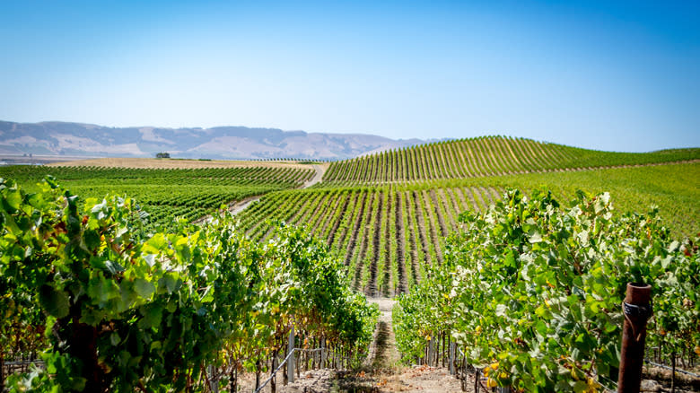 Vineyard in Napa Valley, California 
