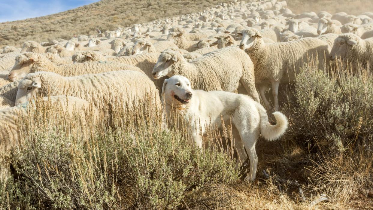 Great Pyrenees dog standing with sheep