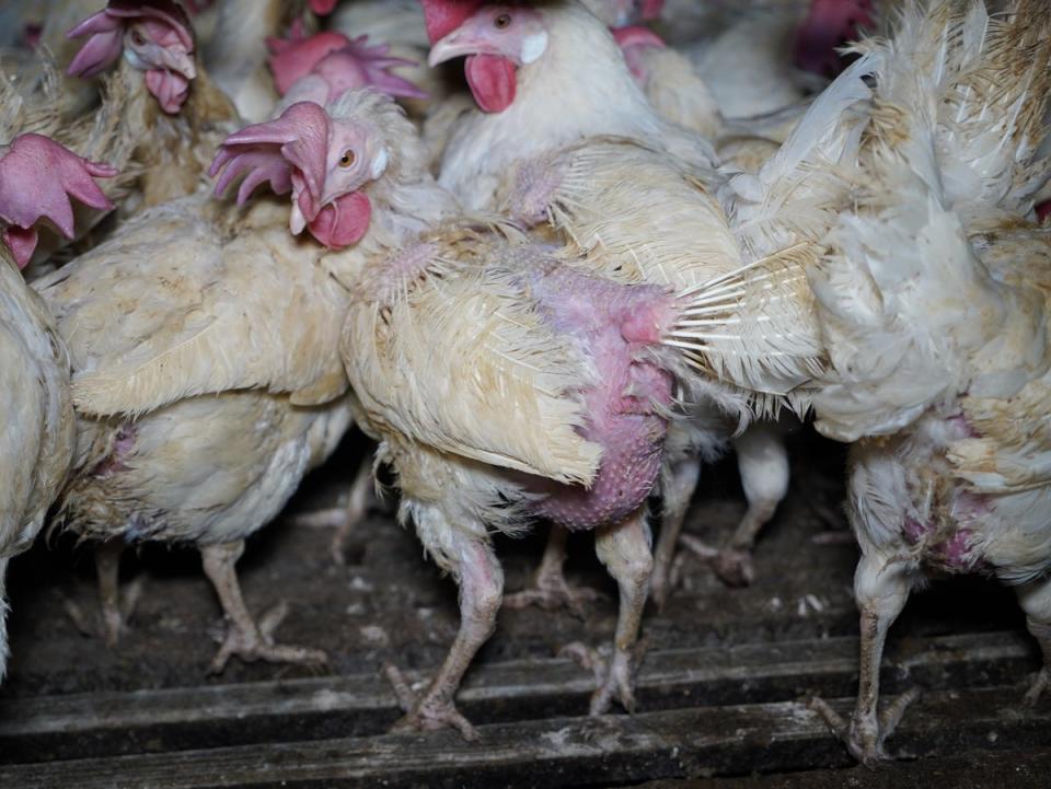 Many hens had lost feathers (Animal Justice Project)
