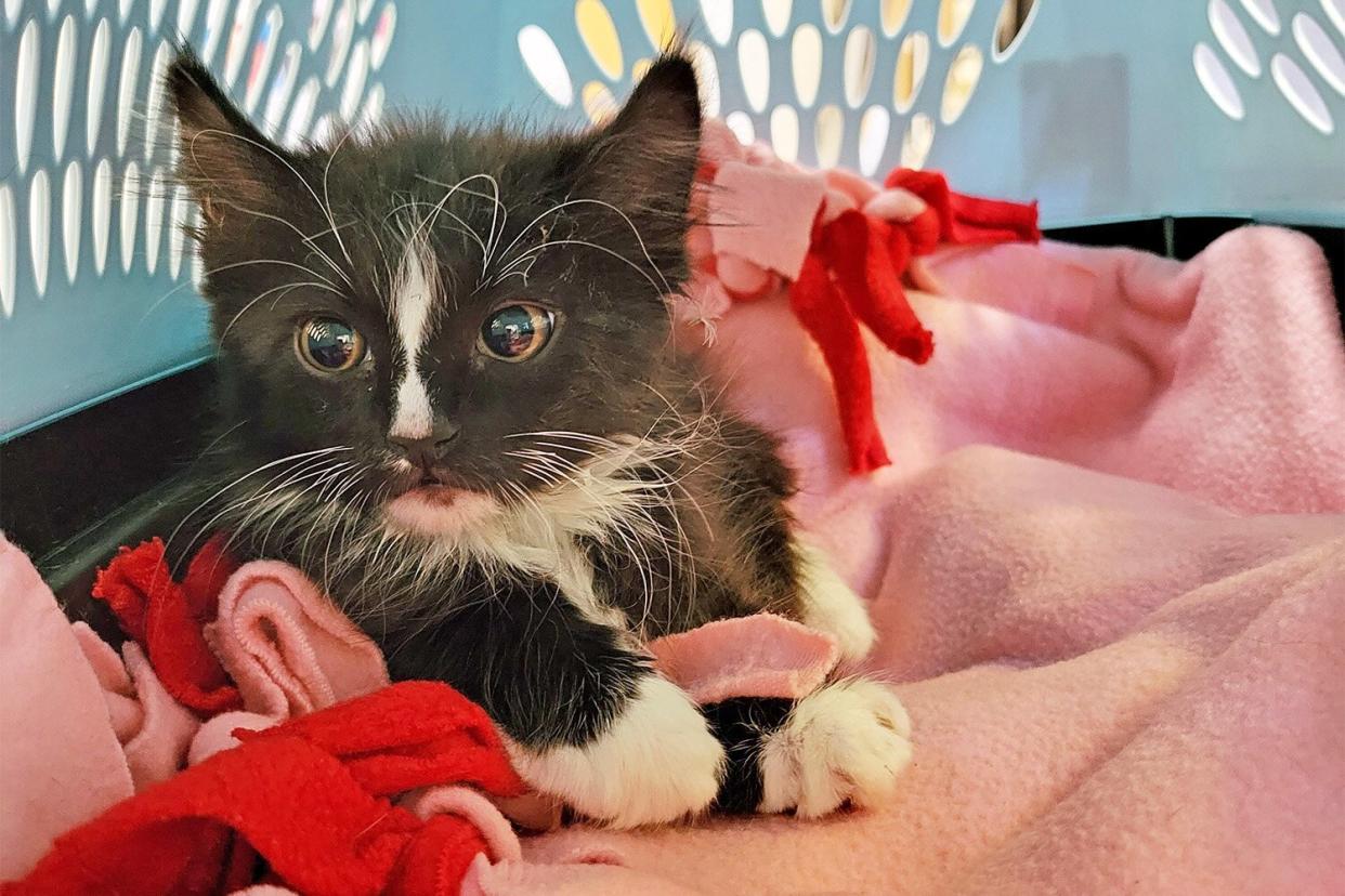 Ruthie &amp; Julie Kitten Storm Drain Rescue https://www.dropbox.com/sh/8a1foi4a4y8ttix/AAB-dgJ9P-iY0SCq_gMsxFrla?dl=0&amp;preview=20220615_122212.jpg