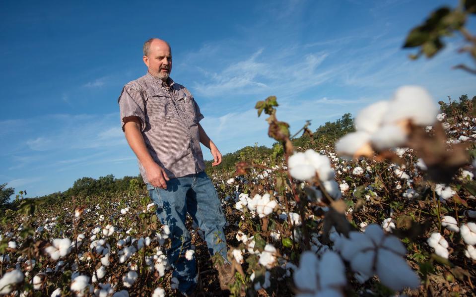 Rodney Mast of Mast Farms in Crawford checks a cotton field Tuesday, Sept. 19. Mast and his wife, Christine, went from five children to eight after adopting three Ukraine orphans in 2019. He later joined the board of International Host Connection, helping orphans find families. Now he is working to help Ukraine refugees find hosts in the United States.