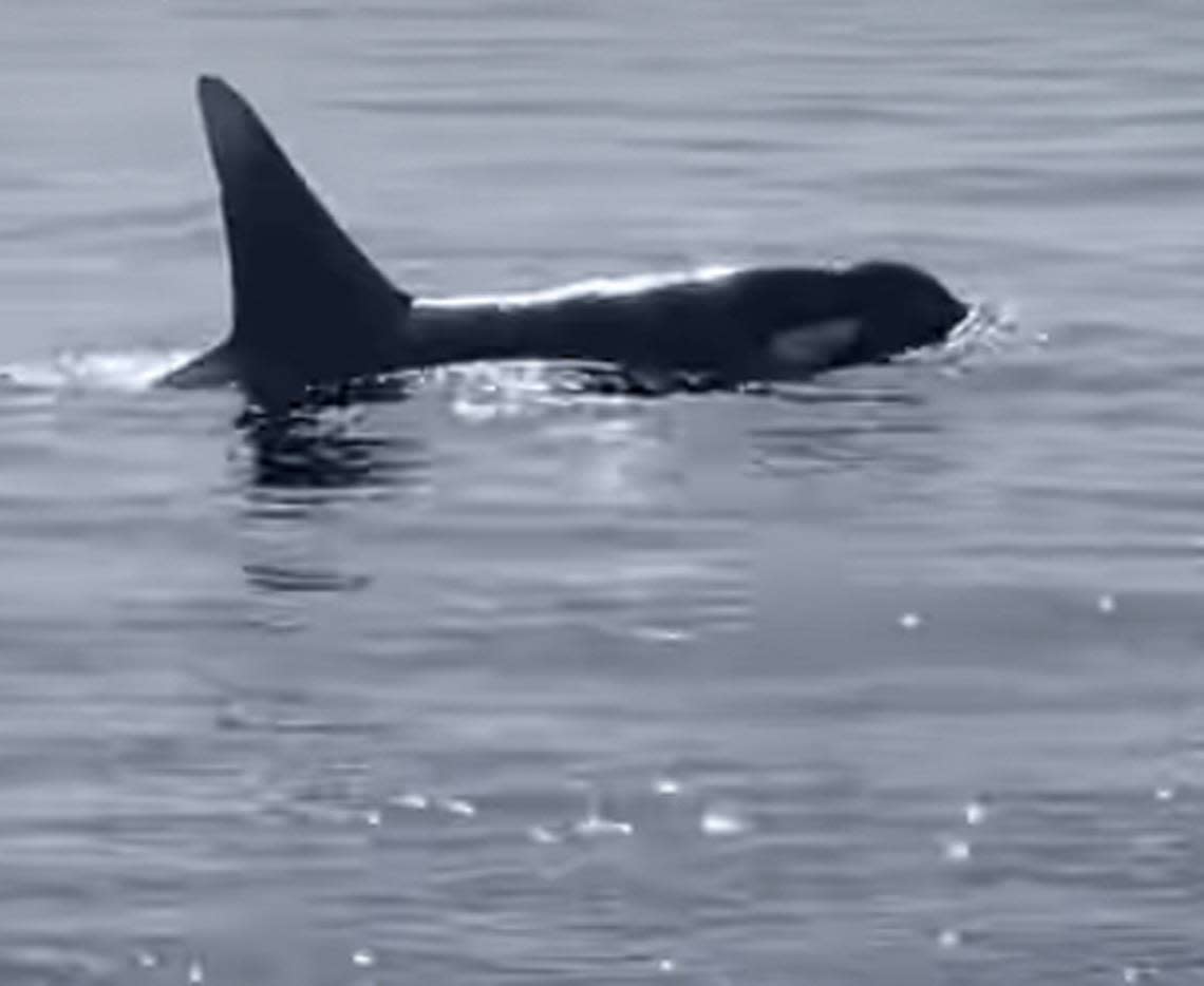 Pescadores de los Cayos filman encuentro poco frecuente con un grupo de ballenas asesinas