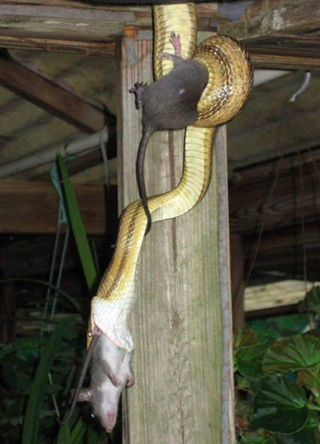 It appears one rat isn’t enough for this snake. Source: The Reptile Report/ Facebook