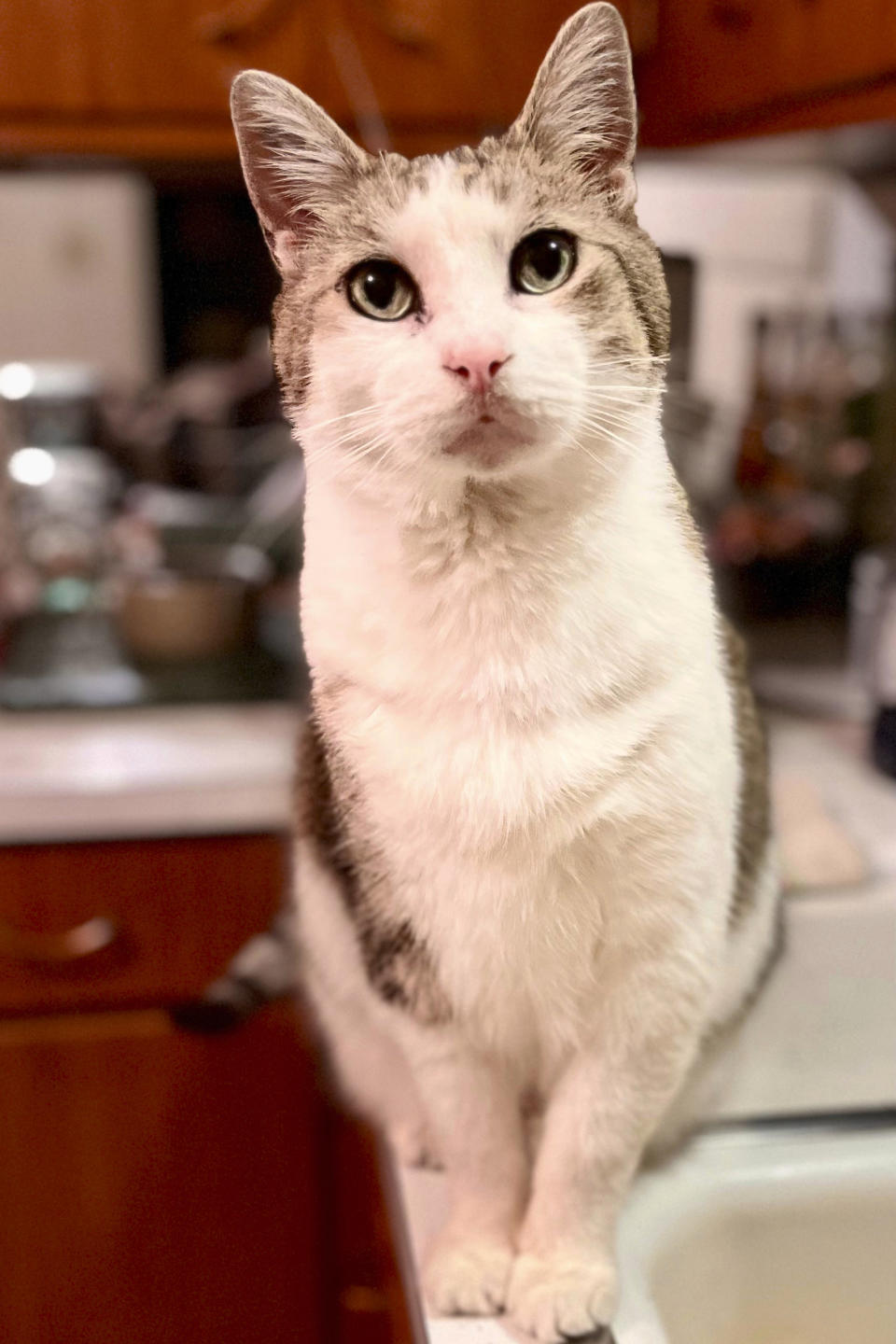 This photo provided by the Winternheimer family shows their cat, Oliver, in New Albany, Ind., in January 2023. When the 12-year-old tabby cat was diagnosed with diabetes in 2022, the treatment was daunting: twice-daily injections of insulin, an implanted monitor and frequent visits to the vet. A new pill aims to make it easier to treat diabetic cats and skip insulin shots. (Courtnee Winternheimer via AP)