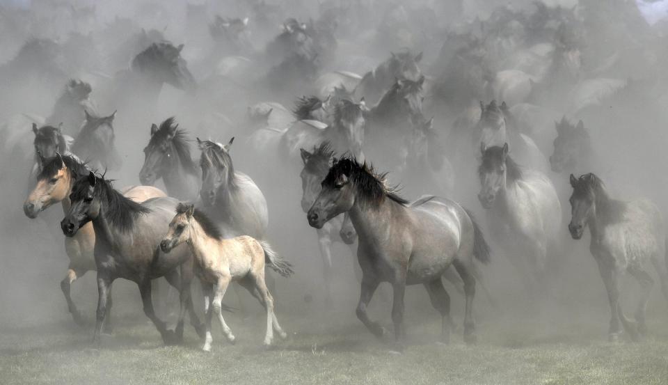 <p>Wildpferde rennen auf einer Wiese im nordrhein-westfälischen Dülmen. Die Stadt ist die einzige in Europa mit einer eigenen Wildpferde-Bahn. Einmal im Jahr findet dort eine entsprechende Auktion statt. (AP Photo/Martin Meissner) </p>