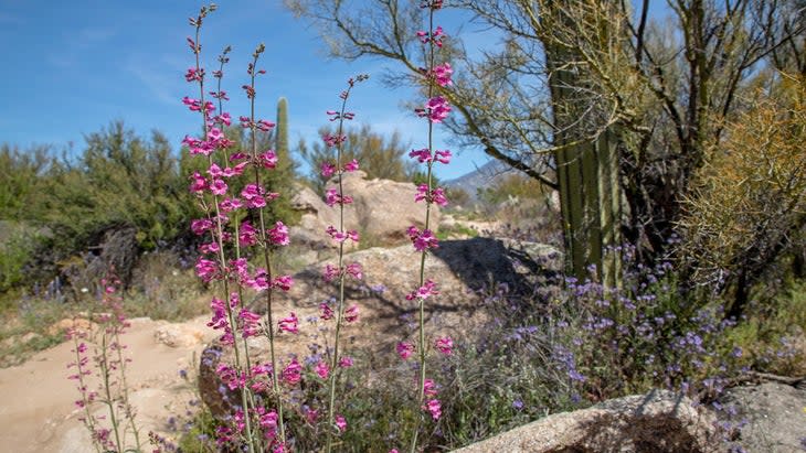 wildflowers arizona