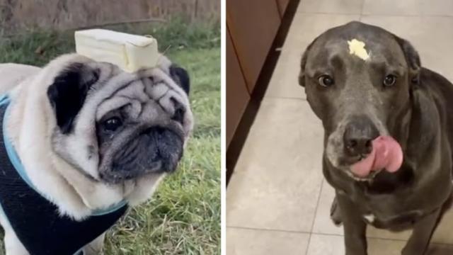 TikTok's 'butter dog' trend is, well, exactly what it sounds like