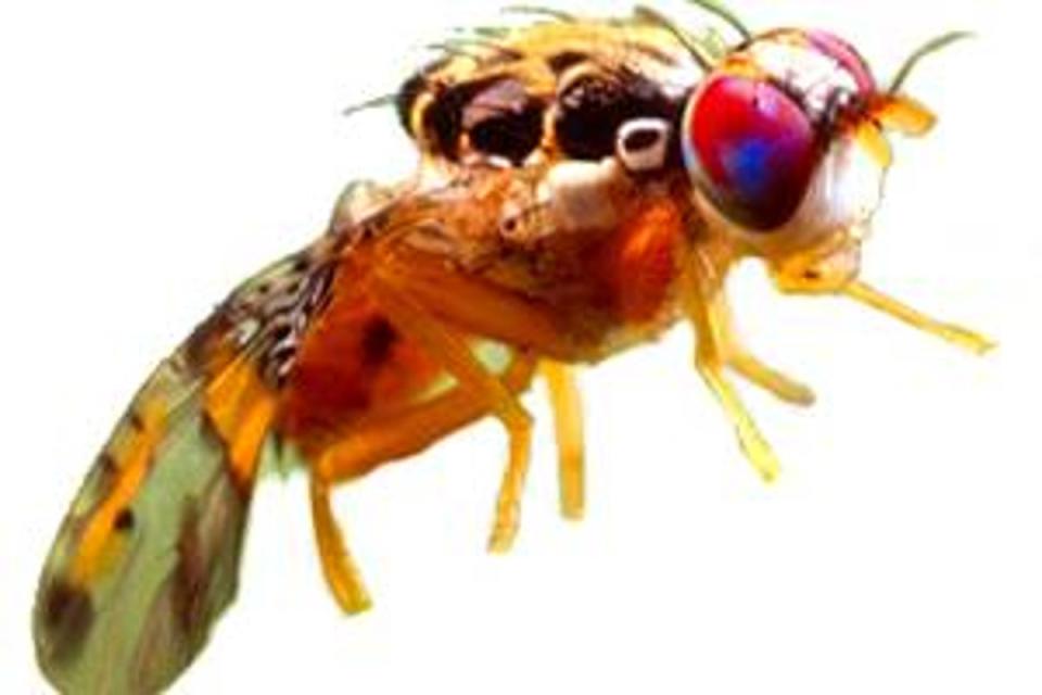 Millions of fruit flies are being dumped over Los Angeles as officials try to fight back against the invasive Mediterranean fruit fly (CDFA)