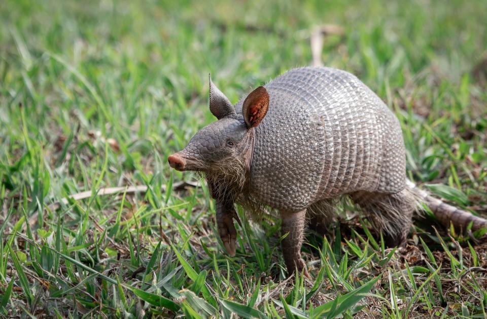 The nine-banded armadillo.