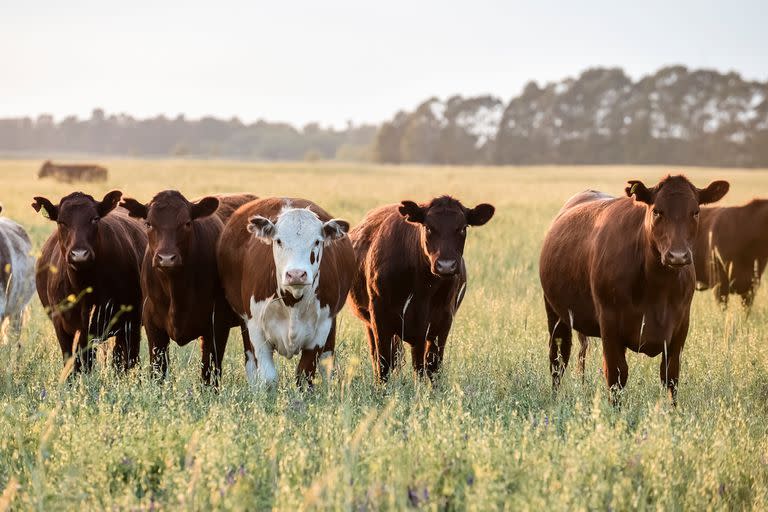 pasto 2019
pasto 2019 pasto Cows at sunset in La Pampa Argentina vaca vacas 2