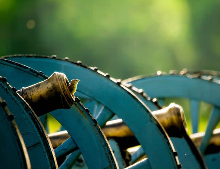 A House Wren perched in a cannon looks out at a meadow at Valley Forge National Historical Park.