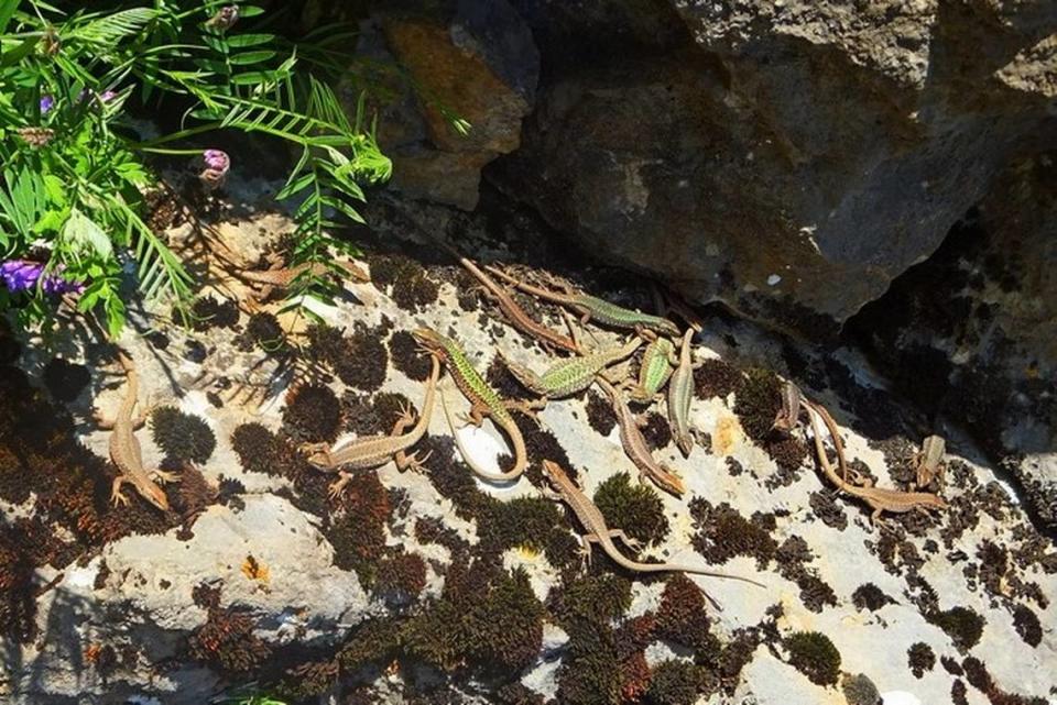Several Darevskia arribasi, or Arribas’ rock lizards, sunning on a rock.