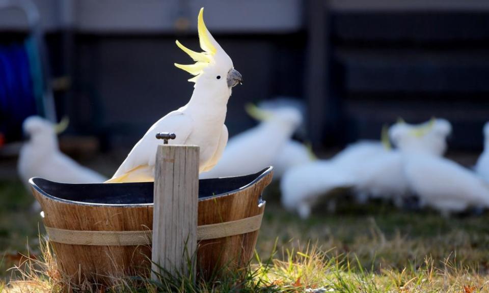 Sulphur-crested cockatoos feed on seed in a suburban backyard in Canberra