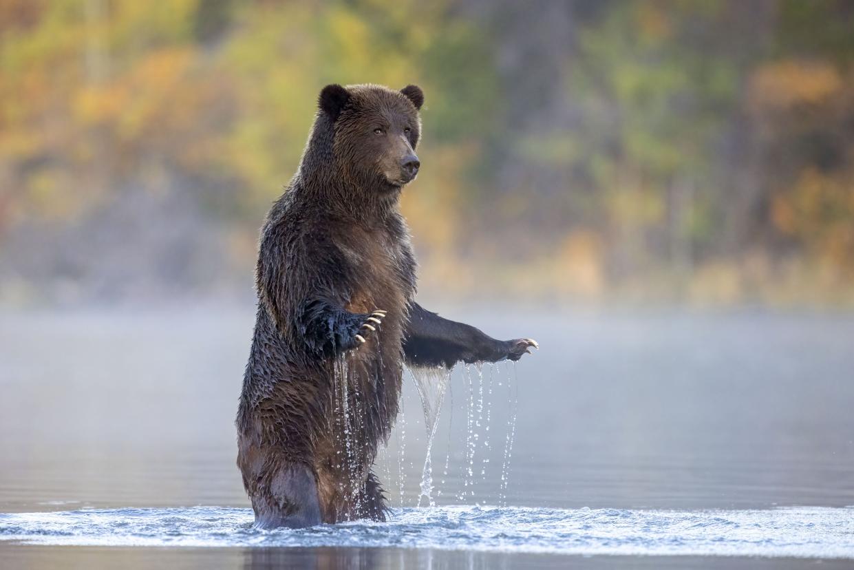 A grizzly bear rises up on its hind legs