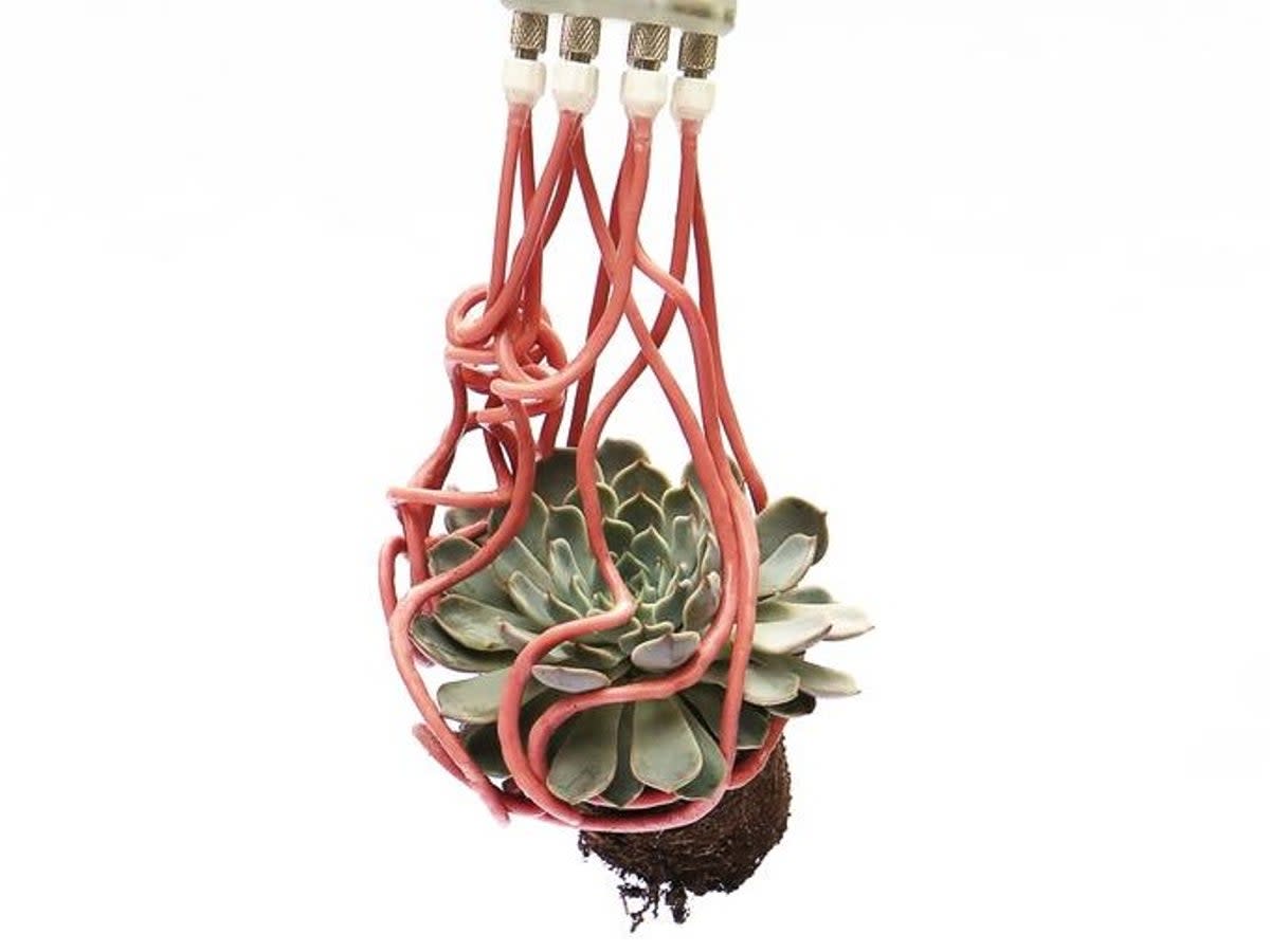 The gripper’s filaments wrapping around a succulent (Harvard John A. Paulson School of Engineering and Applied Sciences)