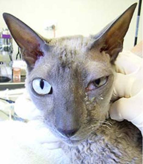 A cat with a swollen eye due to a fungal granuloma in its eye socket