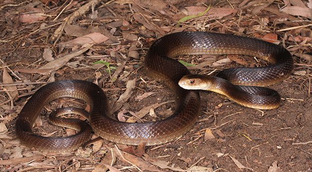 A coastal taipan. Photo: Dan Lynch