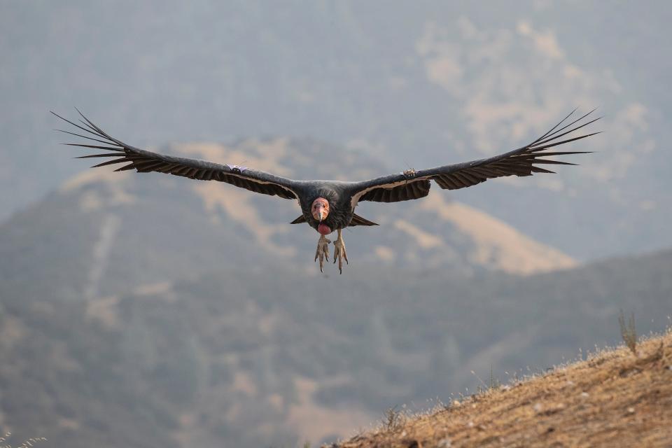 A California condor spreads its wings, one of the largest wingspans of any North American bird, in this file photo from the San Diego Zoo's captive breeding program.