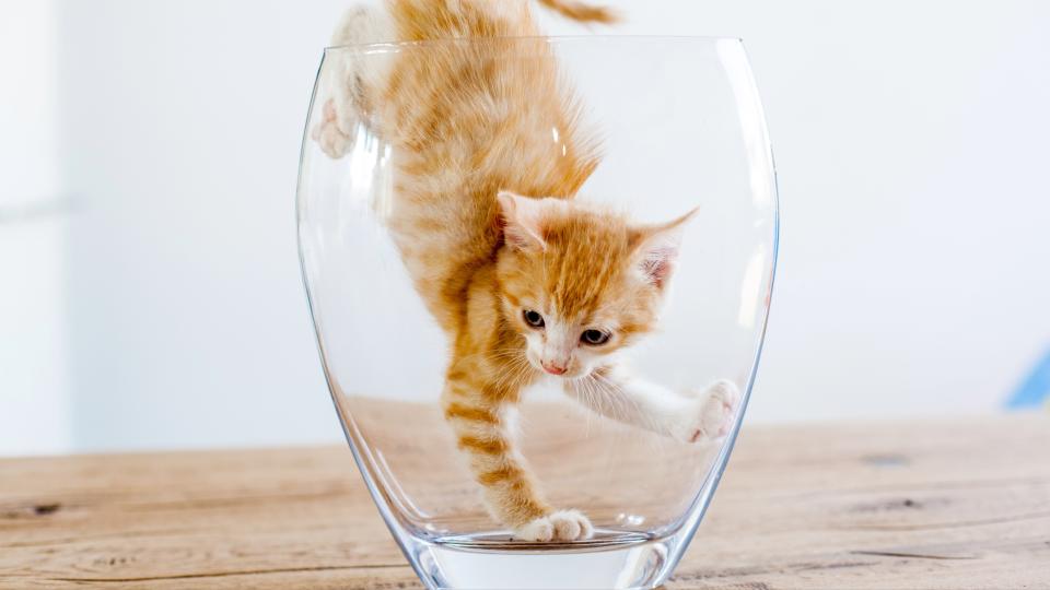 Kitten in vase